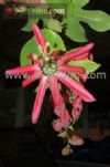 Passiflora racemosa / maracuj�-de-cachos